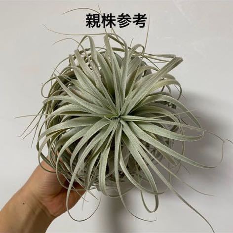 Tillandsia chapeuensis var. turriformis Tillandsia chapeuensis var. turriformis