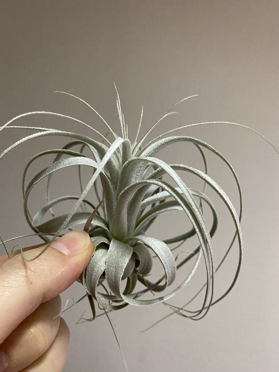 Tillandsia chapeuensis var. turriformis Tillandsia chapeuensis var. turriformis