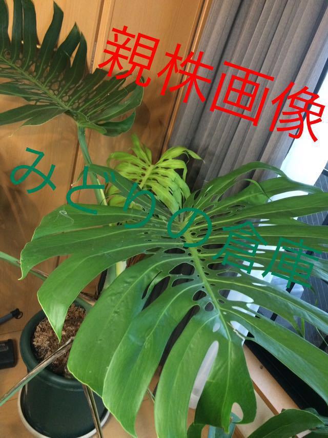 Yahoo!オークション - 【希少】モンステラ マクロコズム Yahoo!オークション - 【希少】モンステラ マクロコズム