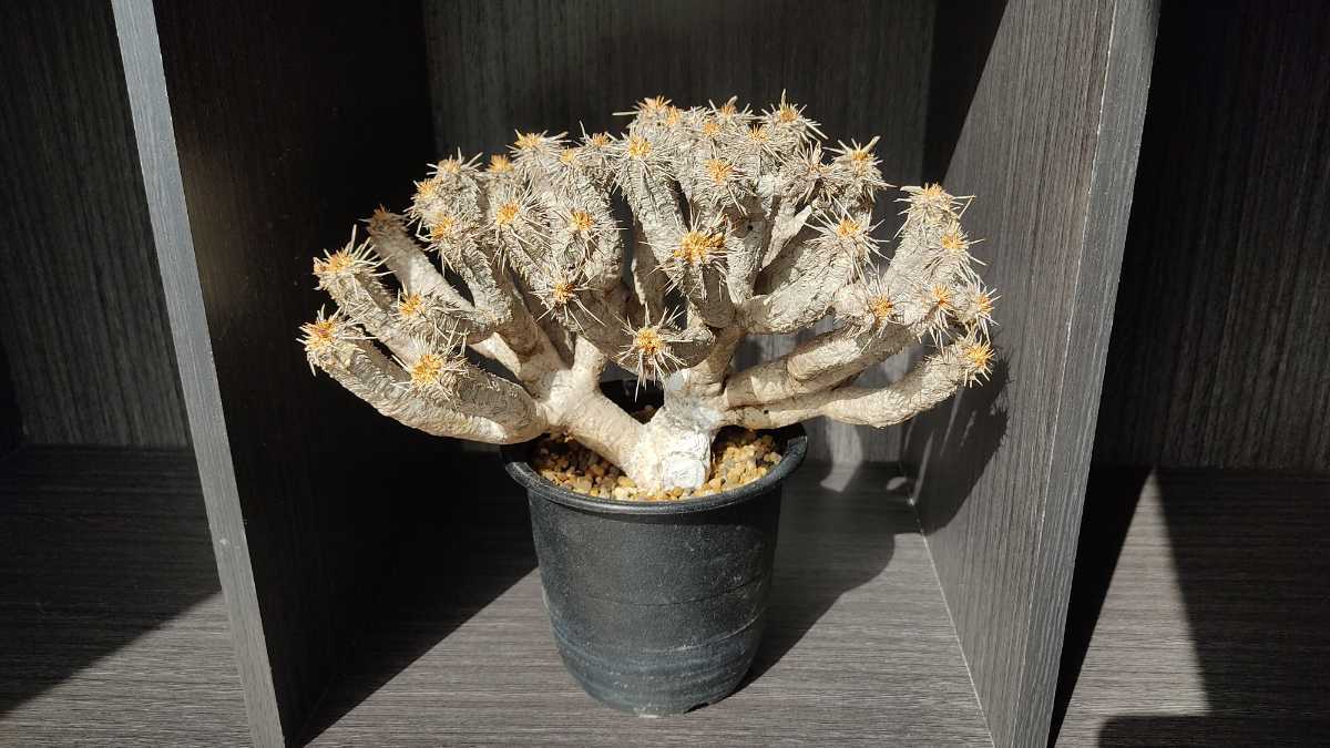 現地株 未発根【ユーフォルビア ギラウミニアナ Euphorbia