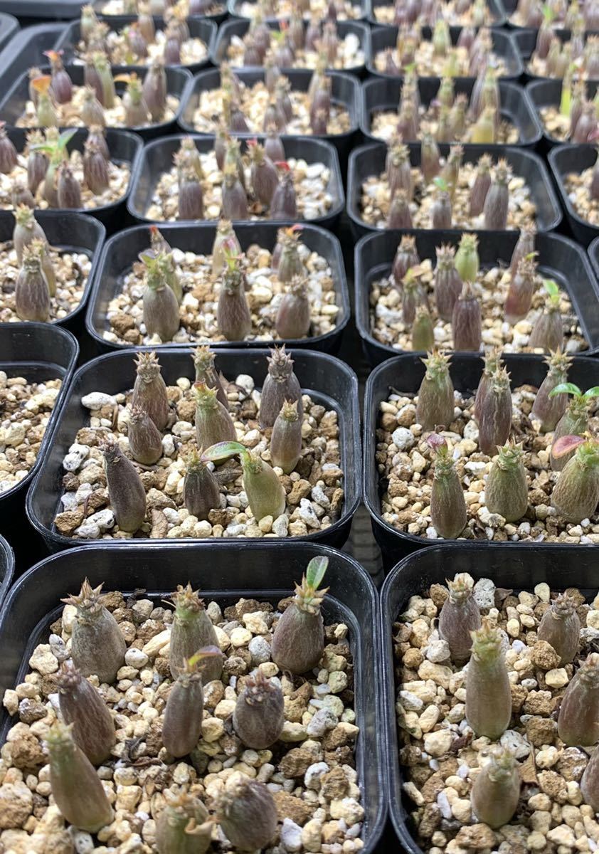 種子15粒】発芽率90% パキポディウム ウィンゾリー Pachypodium 種子15粒】発芽率90% パキポディウム ウィンゾリー Pachypodium