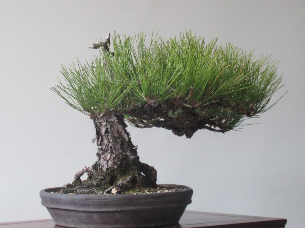 まとめ買い特価 黒松盆栽 日本最大級 極古 変わり木 141 山採り木