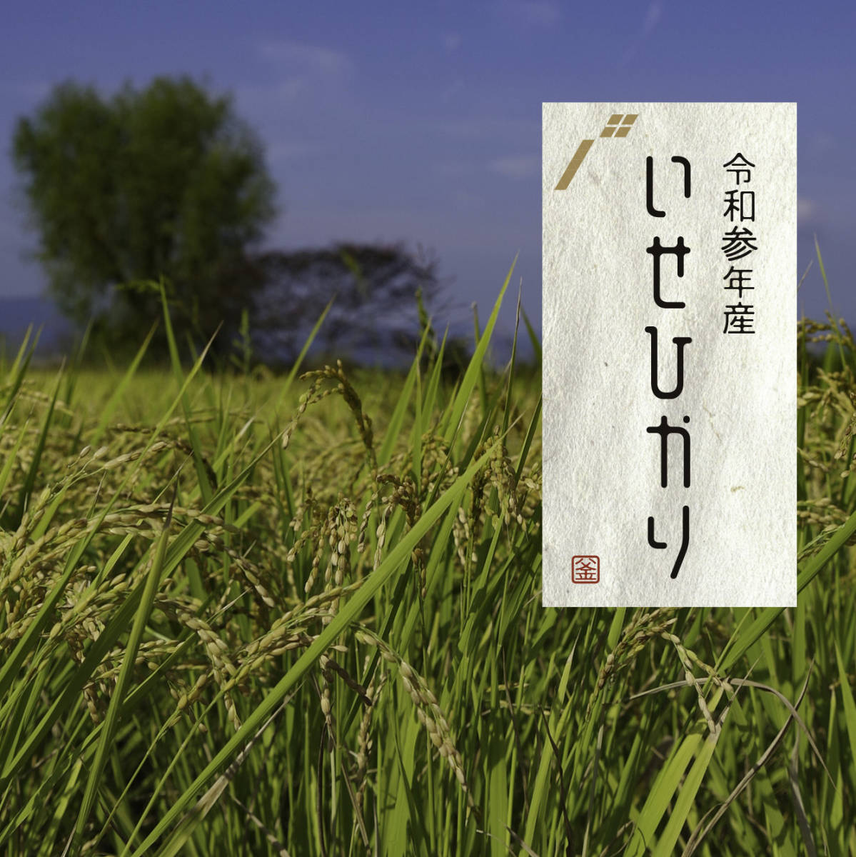 令和3年産「イセヒカリ」【白米20キロ】広島県産 農家直送 減農薬