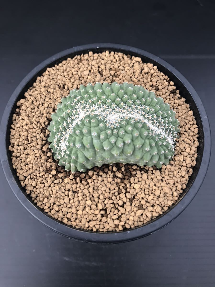 サボテン ストロンボカクタス 菊水 綴化(実生)美株 サボテン ストロンボカクタス 菊水 綴化(実生)美株