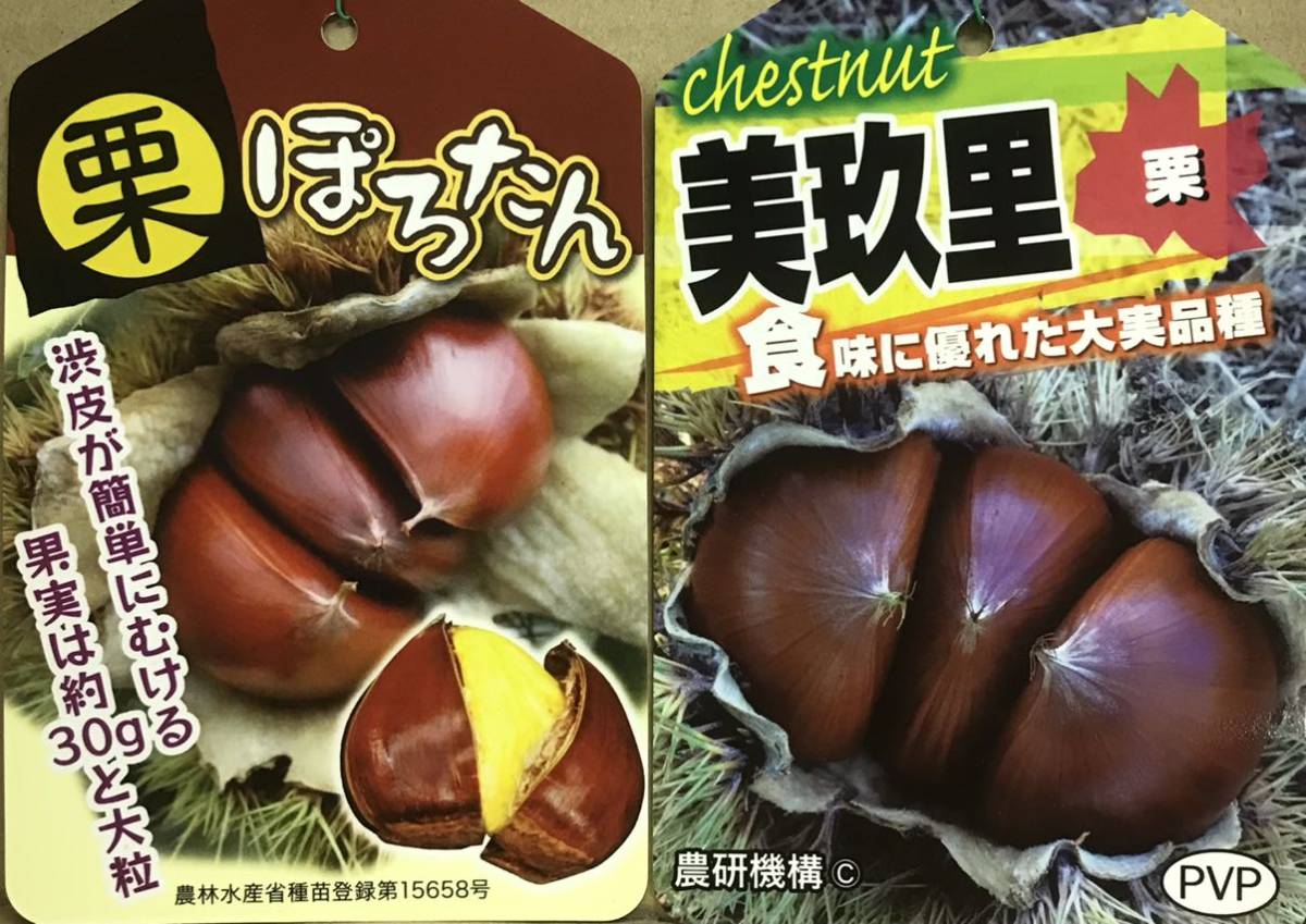 ぽろたん 美玖里 PVP栗苗木セット www.pkukutowinangun.com