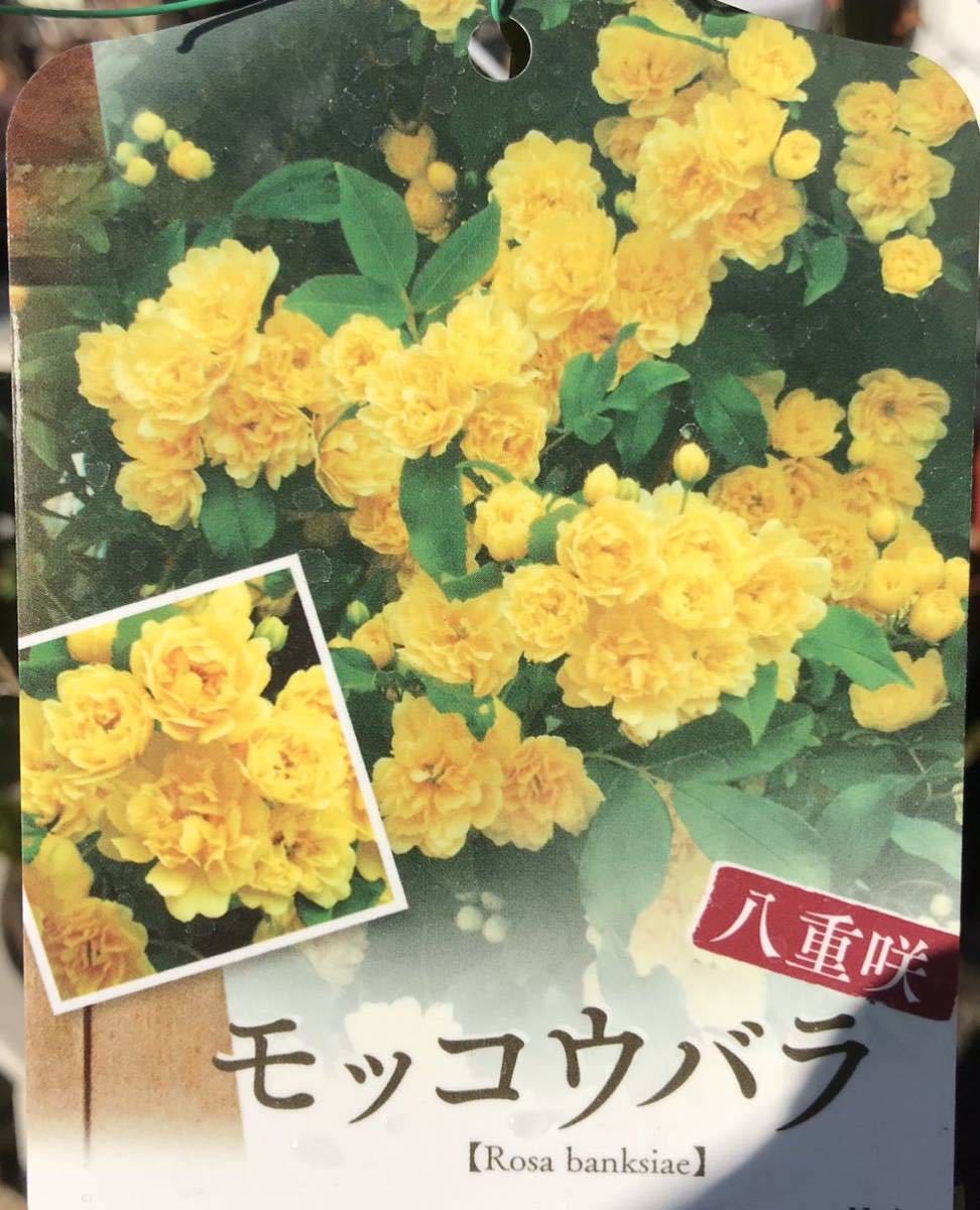 木香薔薇 苗_画像1