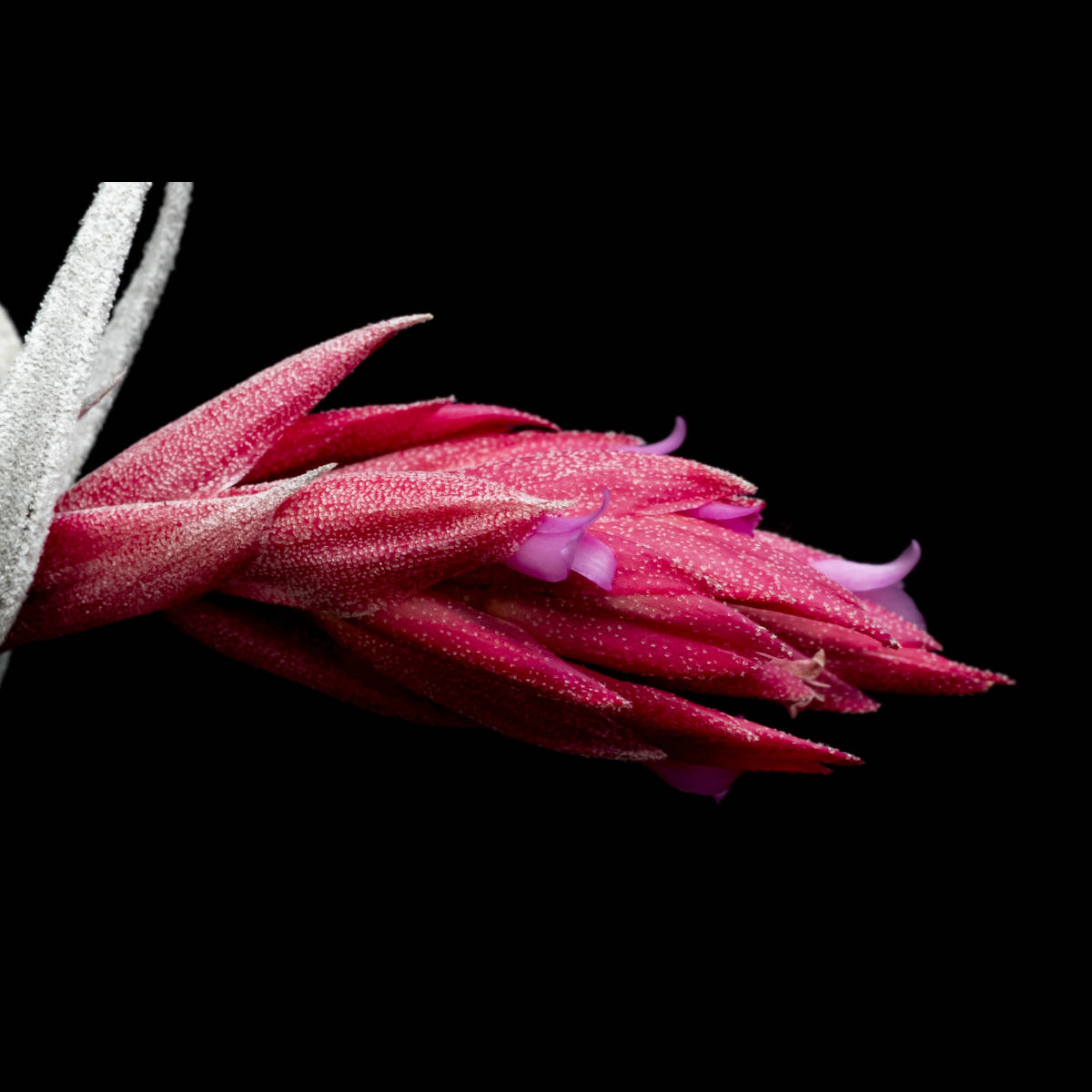 Yahoo!オークション - Grex sibling of Tillandsia 'Lavender Yahoo!オークション - Grex sibling of Tillandsia 'Lavender