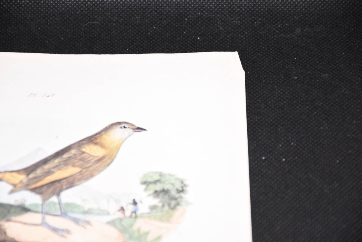 フランスアンティーク 博物画『鳥類・卵・カラス　113』 多色刷り銅板画_画像4