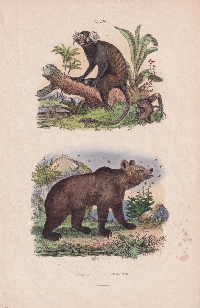 フランスアンティーク 博物画『哺乳類・クマ・熊・猿類・動物・植物　96』 多色刷り銅板画_画像1