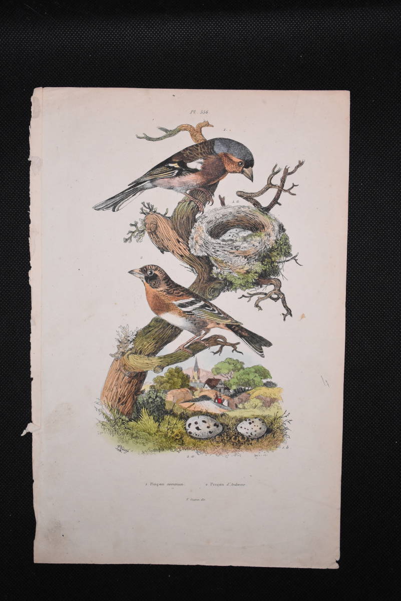 フランスアンティーク 博物画『鳥類・卵・風景　111』 多色刷り銅板画_画像2