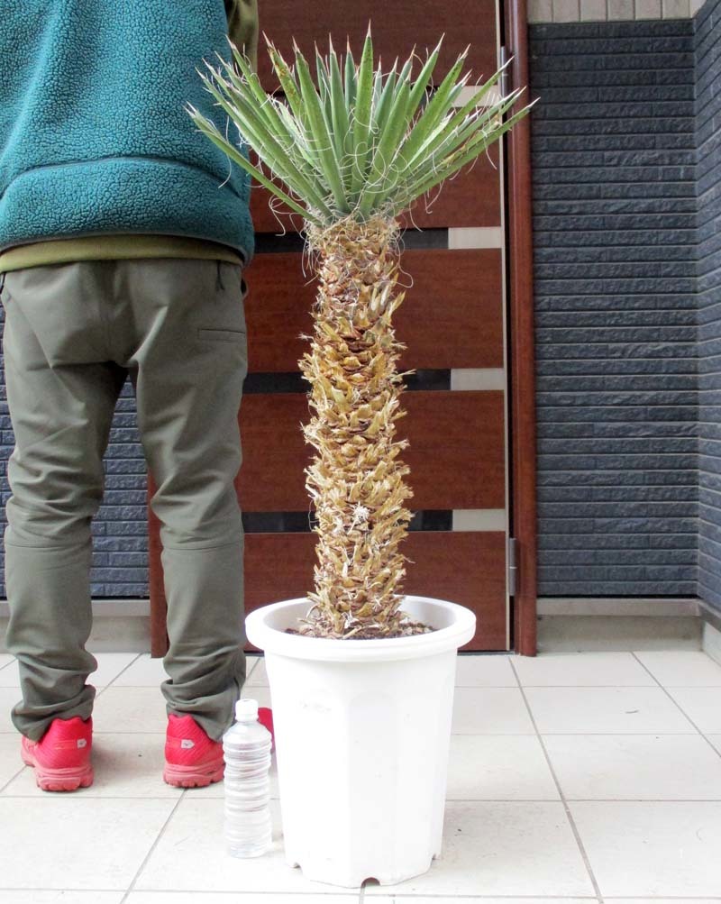 現品】幹立ち!ユッカ・フィリフェラ(Yucca filifera)10号 t4 ic