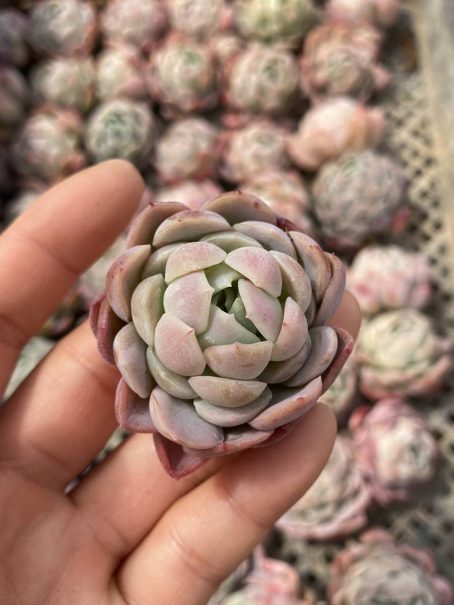 パープルベリー エケベリア 韓国苗 Echeveria 薔薇咲 ロゼット 多肉植物 株式会社多肉永遠 よい土です♪<BR>さぼてん・多肉植物の土 お徳用