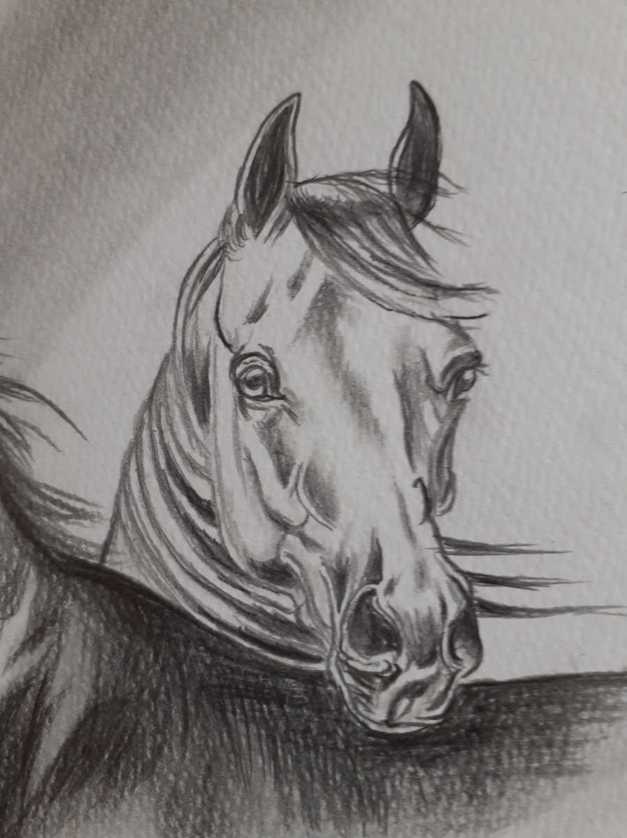  pencil sketch art chestnut wool horse . white horse 