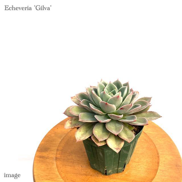 エケベリア ギルバ 4寸 多肉植物 Echeveria Gilva エレガンス アガボイデス Elegans Agavoides 交配種
