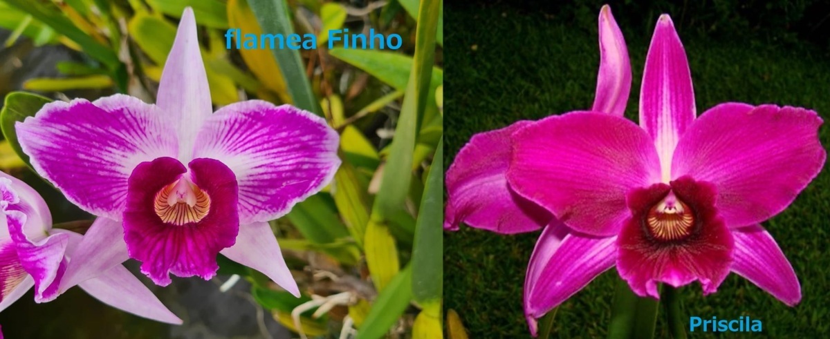 C. purpurata x sib (flamea 'Finho' x sanguinea 'Priscila') 洋蘭 原種_画像1