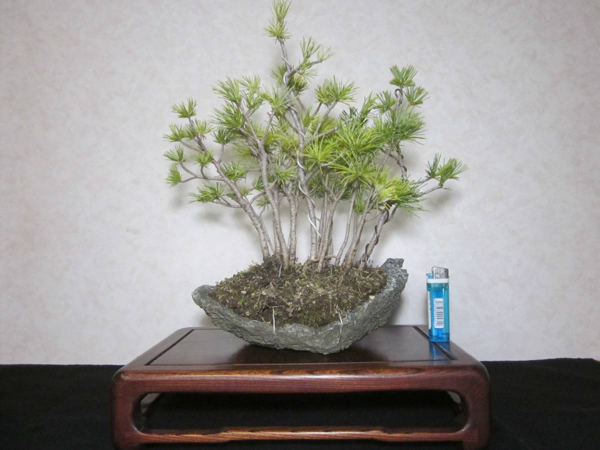 希少 風情抜群 葉性良し 福島五葉松 風流な寄せ植え仕立て 18幹 持込の