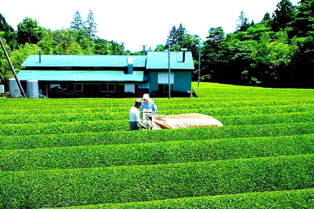 茶農家のまかない茶「荒茶づくり」100g×4本 濃厚深蒸し仕立て/日本茶/煎茶/緑茶/ギフト/メール便送料無料/お茶/茶葉/香典返し_画像5