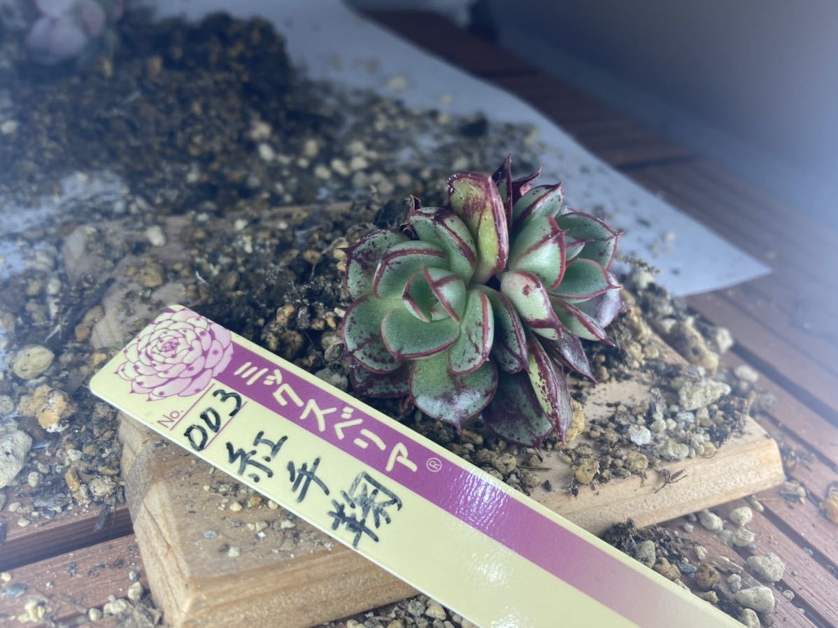 多肉 おらいさん苗 エケベリア ミックスベリア 紅手鞠 葉挿し 多肉 おらいさん苗 エケベリア ミックスベリア 紅手鞠 葉挿し