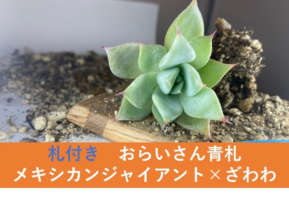おらいさん苗 青札 メキシカンジャイアント×ざわわ 札付き-