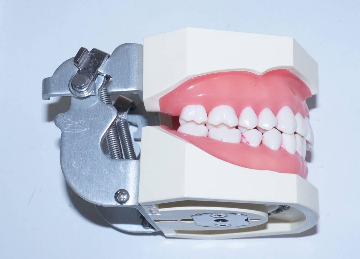 NISSIN ニッシン シンプルマネキン Ⅲ 歯科 歯科衛生士 技工 顎模型