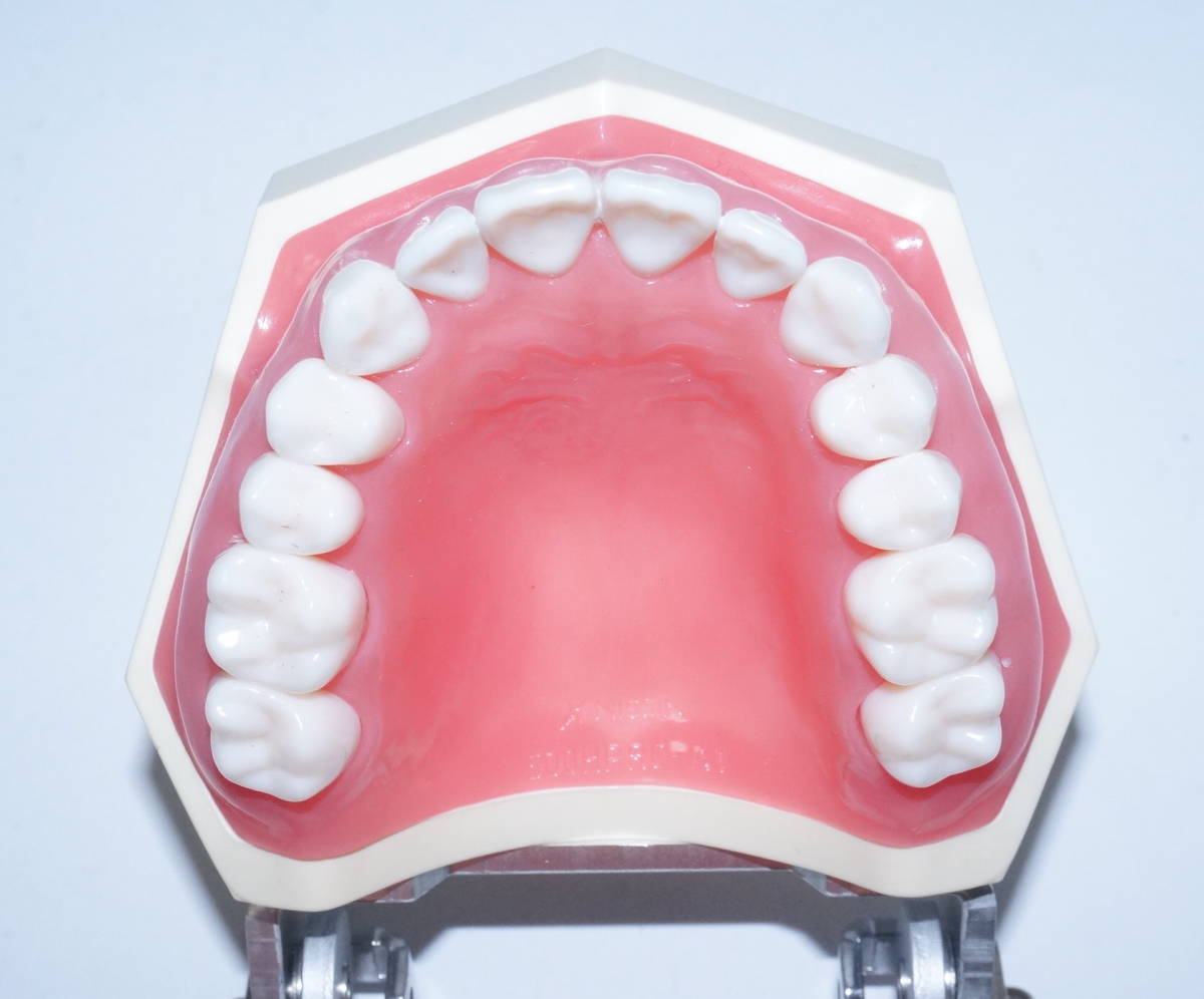 NISSIN 歯周病 歯科 模型 歯周外科 顎模型 歯科衛生士 ニッシン