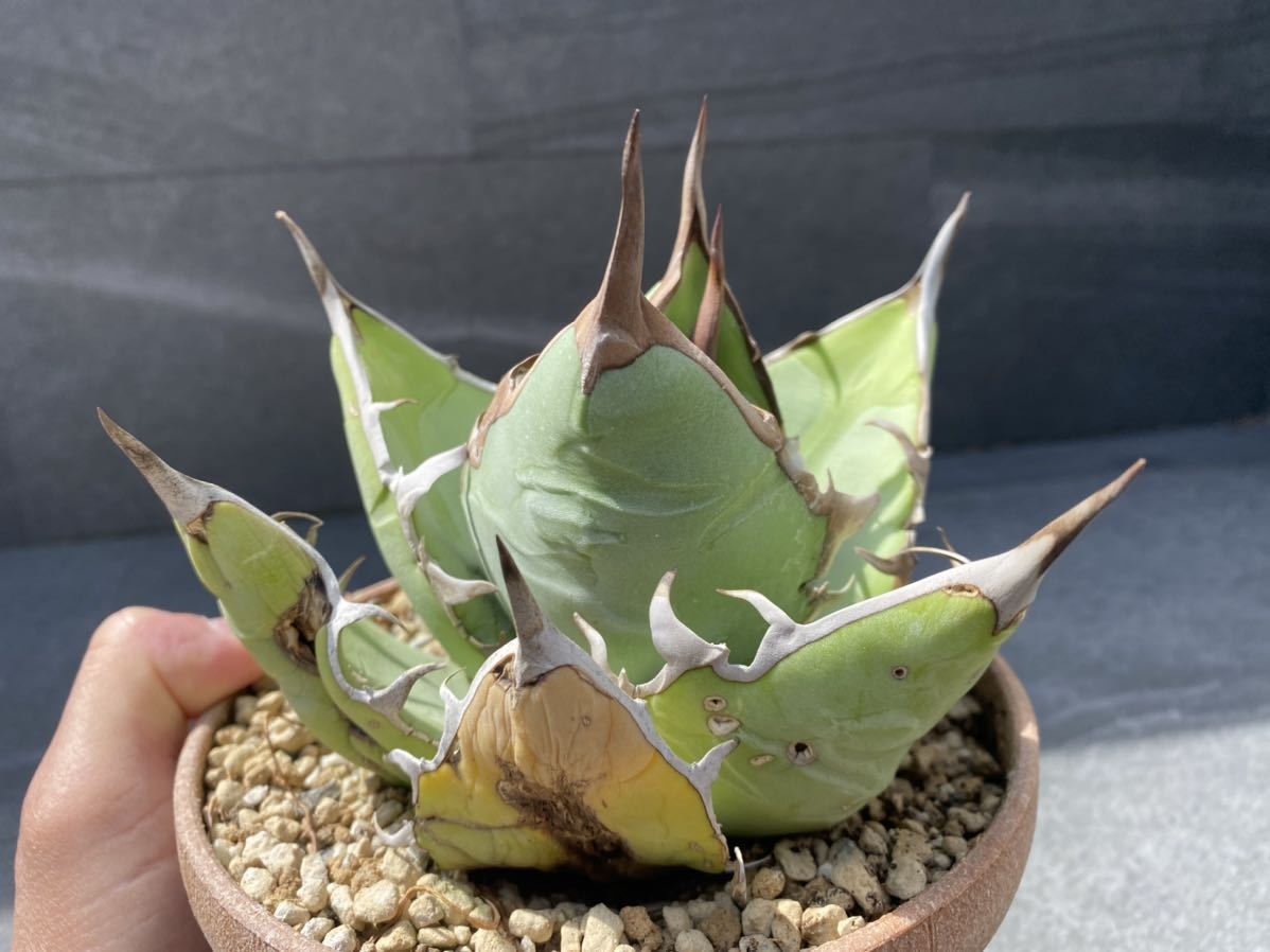 アガベ オテロイ チタノタ現地球。Agave oteroi | intranetcentromayor.com