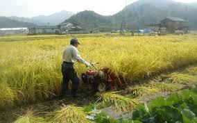 令和２年宮城県登米産ひとめぼれ環境保全米３０㎏自然乾燥米（玄米）_画像2