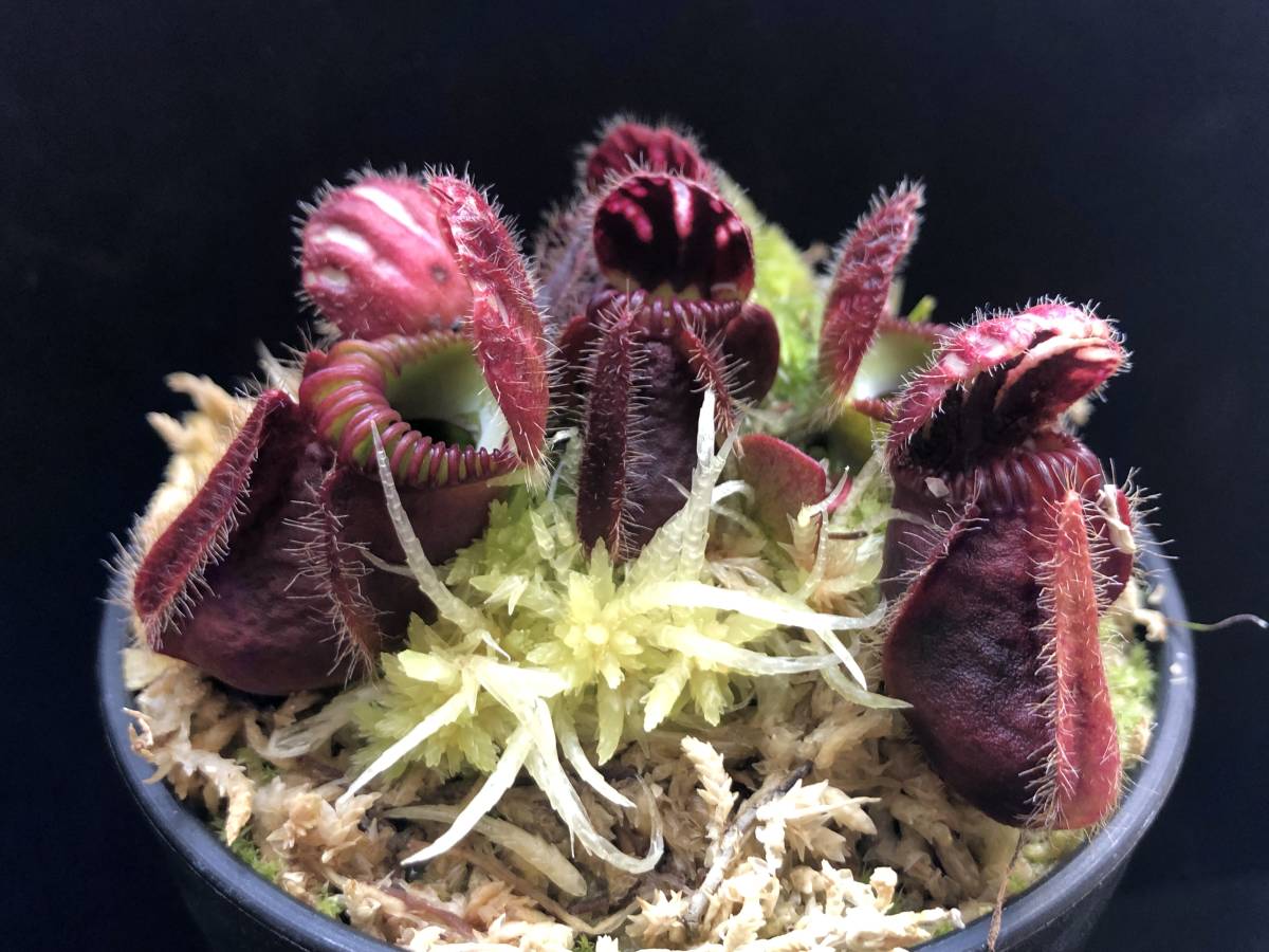 Cephalotus follicularis ”Fred Howell Giant” MC・食虫植物 Cephalotus follicularis ”Fred Howell Giant” MC・食虫植物