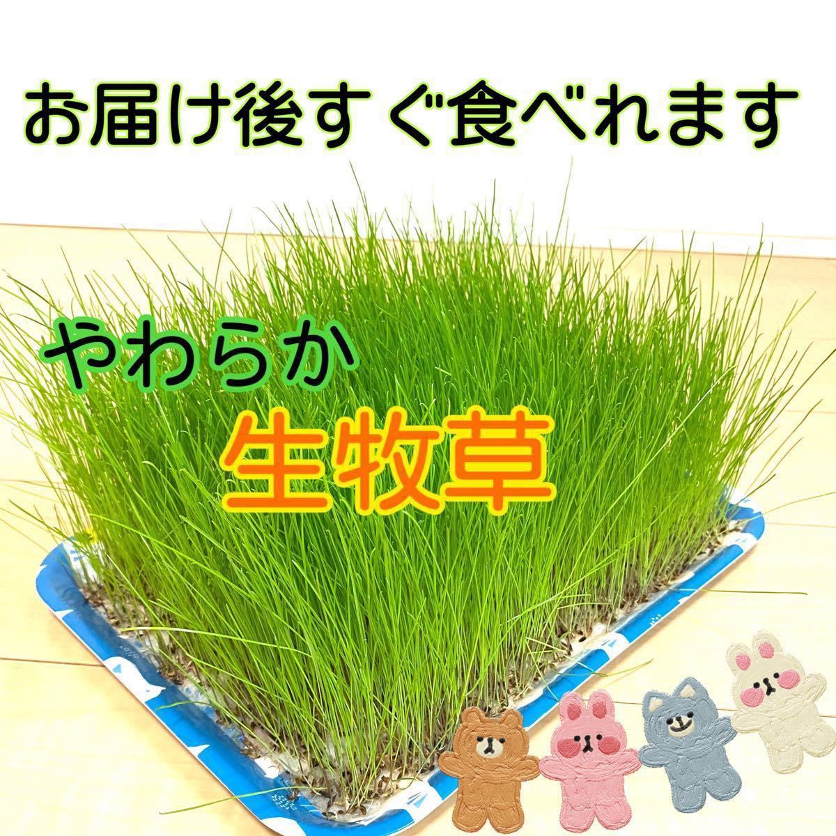 生牧草ギニアグラス80サイズ専用