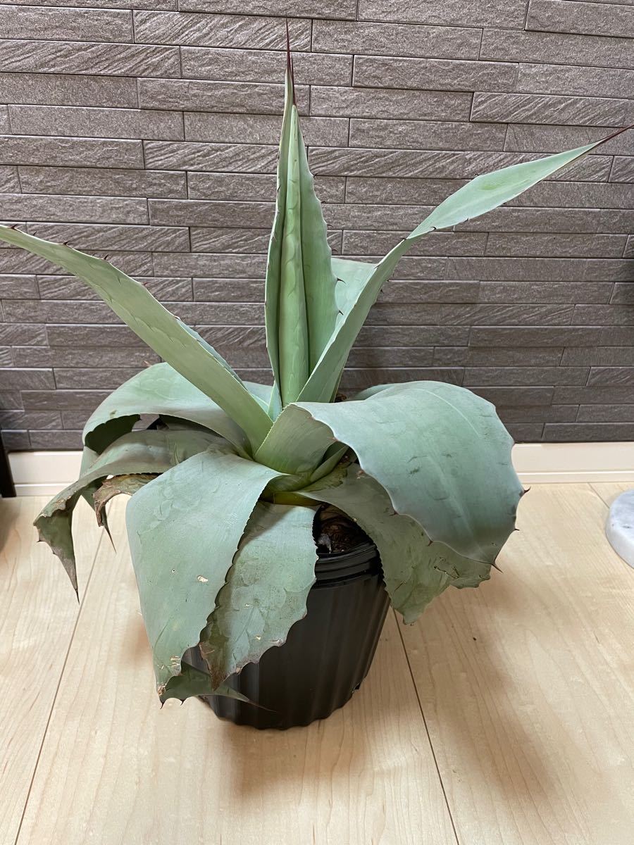 極耐寒性アガベ大株アガベ】 オバティフォリア Agave(¥20,000) codas