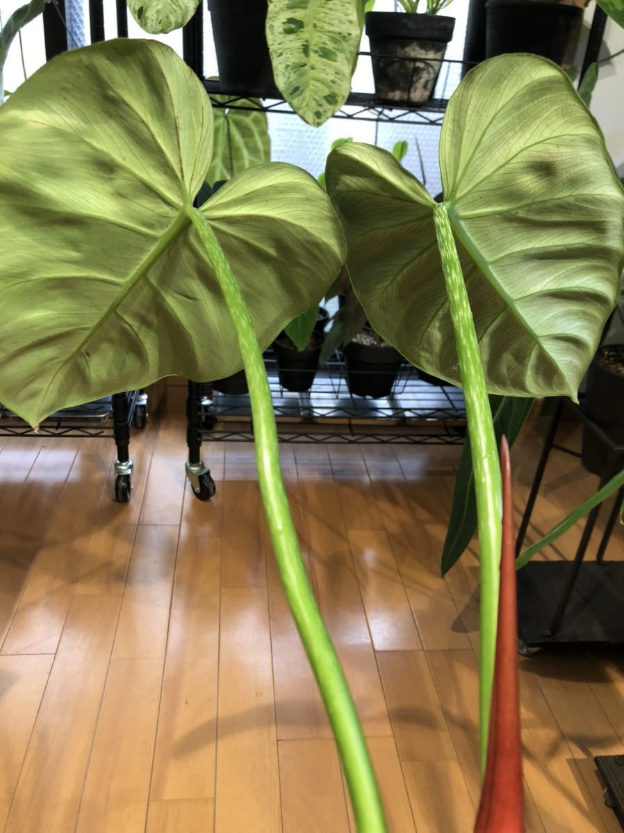 フィロデンドロン ルクスリアンス ラディアト Philodendron luxurians