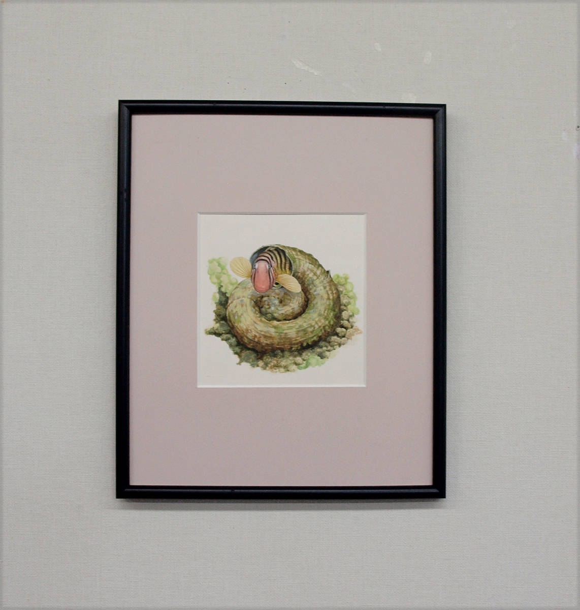 水彩画　生物細密画「オオヘビガイの殻を住みかとするナベカ」　真作
