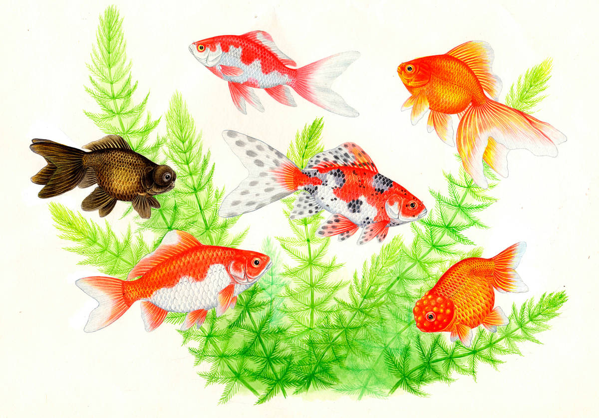 水彩画 生物細密画金魚 真作