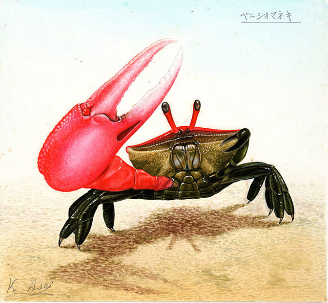 水彩画 生物細密画「ベニシオマネキ」 真作 workshopplus.ma