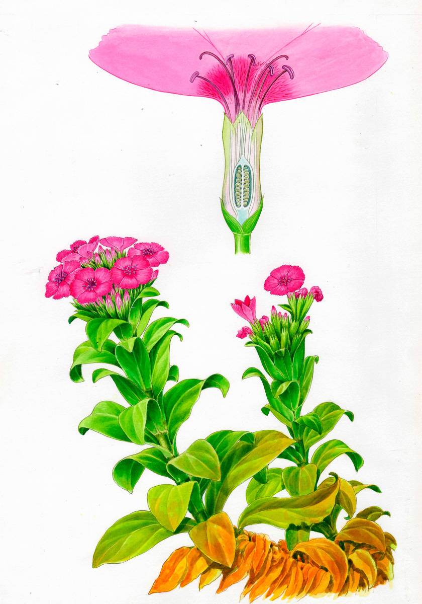 水彩画 植物細密画「ハマナデシコ」 真作