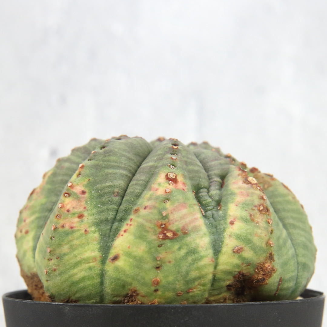 輸入/レア株 オベサ モンスト アウレア 木質化 Euphorbia Obesa 
