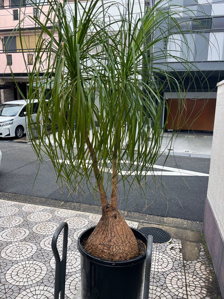 特大　ポニーテール　観葉植物