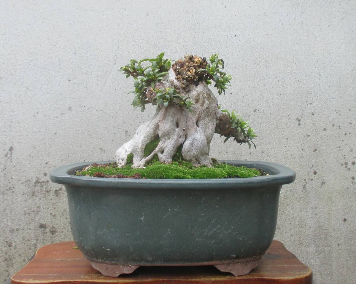 引き取り限定 松 盆栽 鉢植え 神奈川県横須賀市(三浦市に近い) 引き取り限定 松 盆栽 鉢植え 神奈川県横須賀市(三浦市に近い)