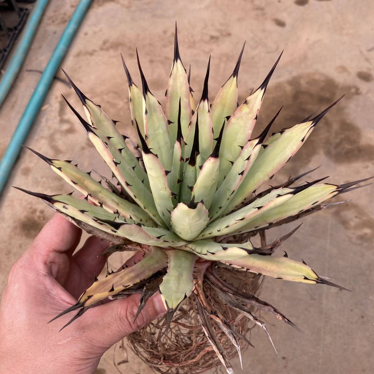 Yahoo!オークション - σ アガベ マクロアカンサ 選抜大株 Agave Yahoo!オークション - σ アガベ マクロアカンサ 選抜大株 Agave