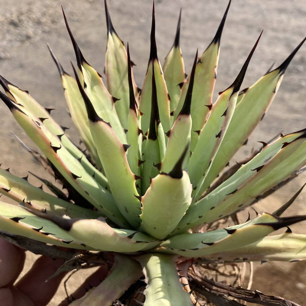 Yahoo!オークション - σ アガベ マクロアカンサ 選抜大株 Agave Yahoo!オークション - σ アガベ マクロアカンサ 選抜大株 Agave