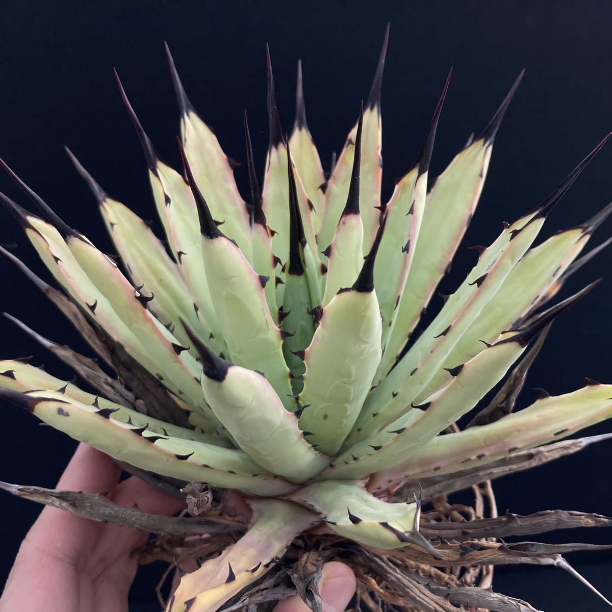 Yahoo!オークション - σ アガベ マクロアカンサ 選抜大株 Agave Yahoo!オークション - σ アガベ マクロアカンサ 選抜大株 Agave
