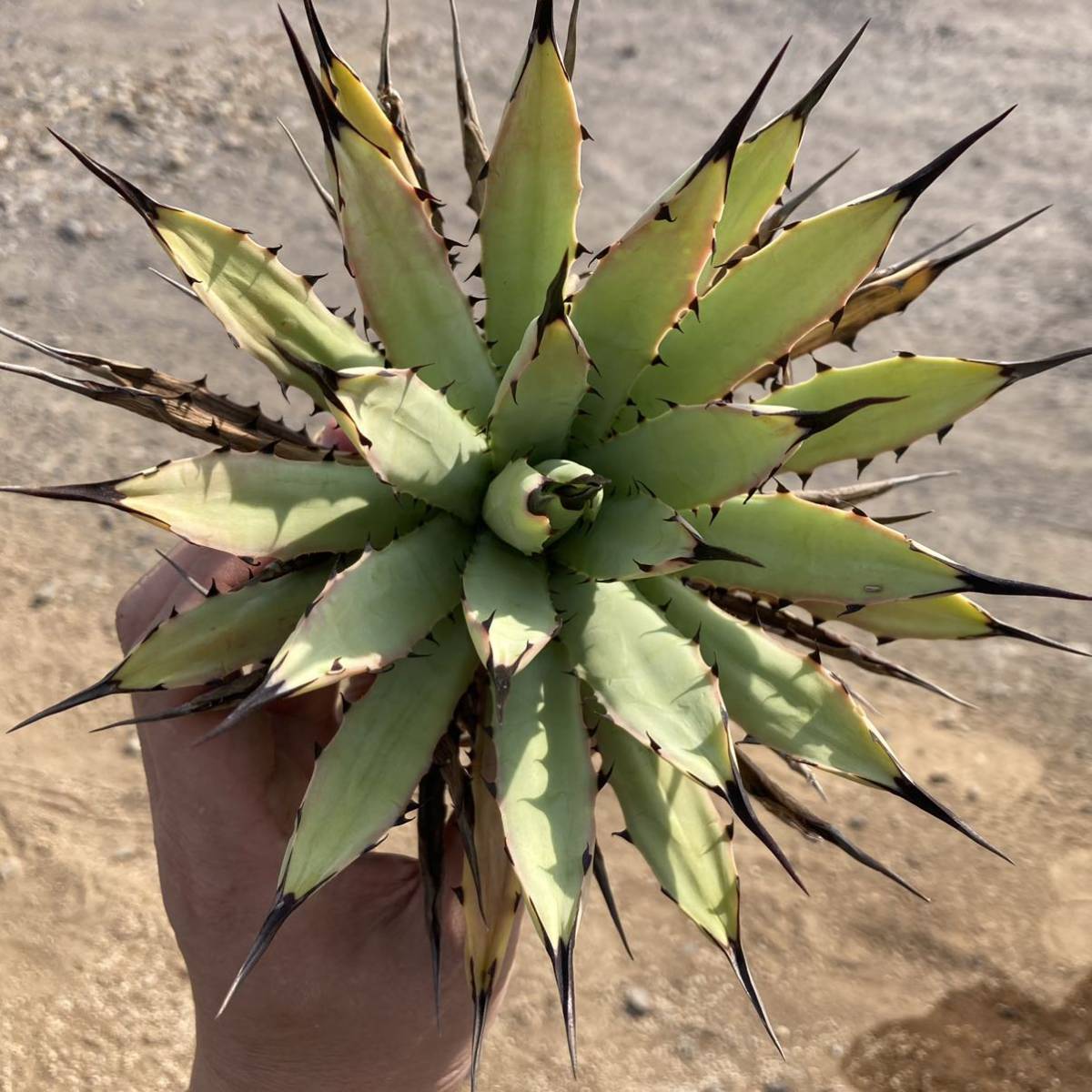 Yahoo!オークション - σ アガベ マクロアカンサ 選抜大株 Agave Yahoo!オークション - σ アガベ マクロアカンサ 選抜大株 Agave