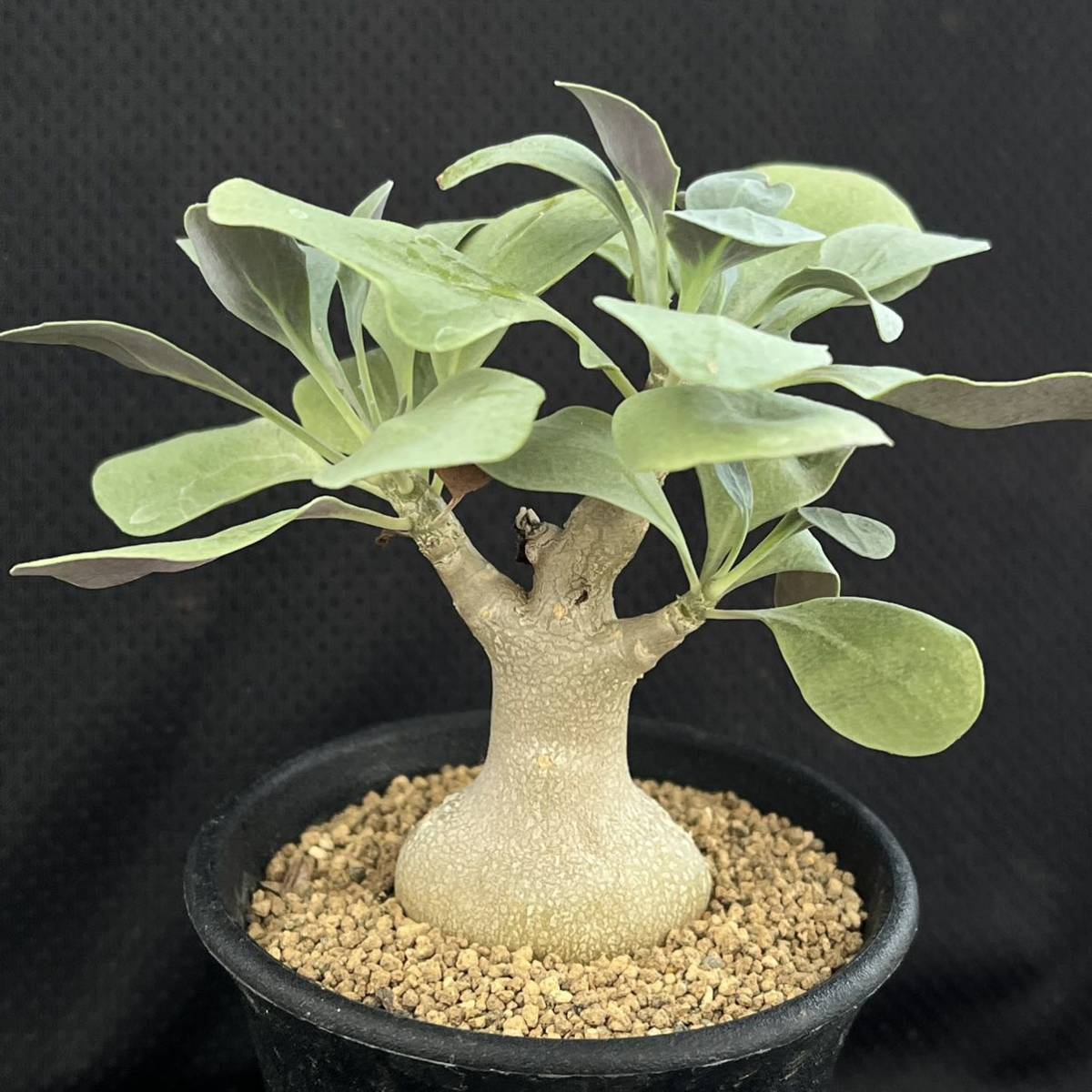 塊根植物 多肉植物 2 Othonna Triplinervia オトンナ トリプリネルビア Flgforlife Ma 塊根植物 多肉植物 2 Othonna Triplinervia オトンナ トリプリネルビア Flgforlife Ma