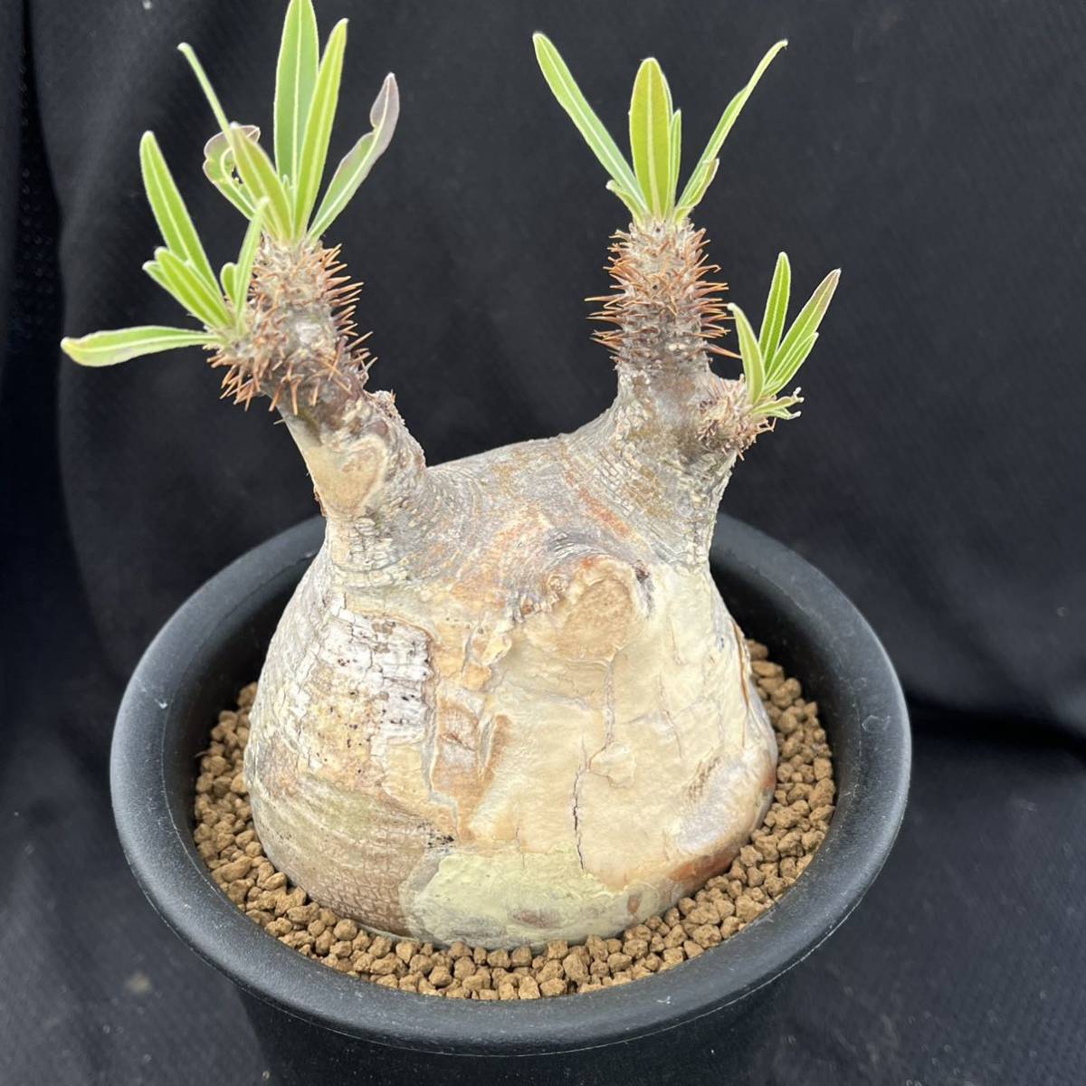 パキポディウム グラキリス (象牙宮) 塊根植物 コーデックス-