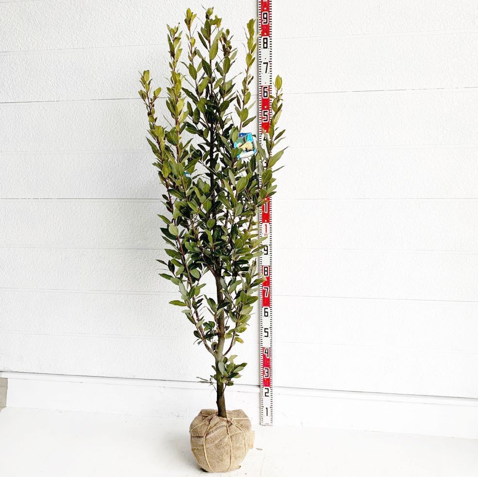月桂樹 約 180cm ハーブ ローリエ ゲッケイジュ 月桂樹 約 180cm ハーブ ローリエ ゲッケイジュ