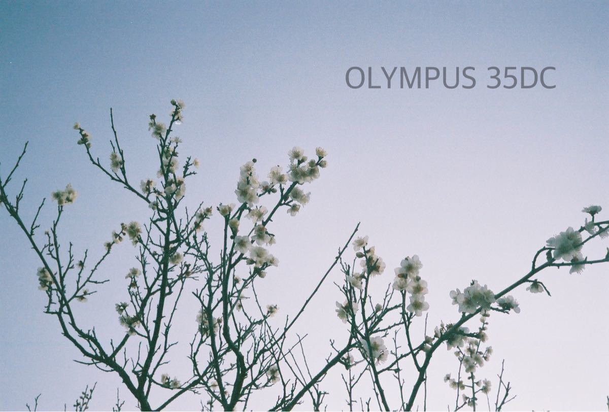 OLYMPUS 35DC☆実写テスト済み!完動*美品*整備品☆レンズf1.7