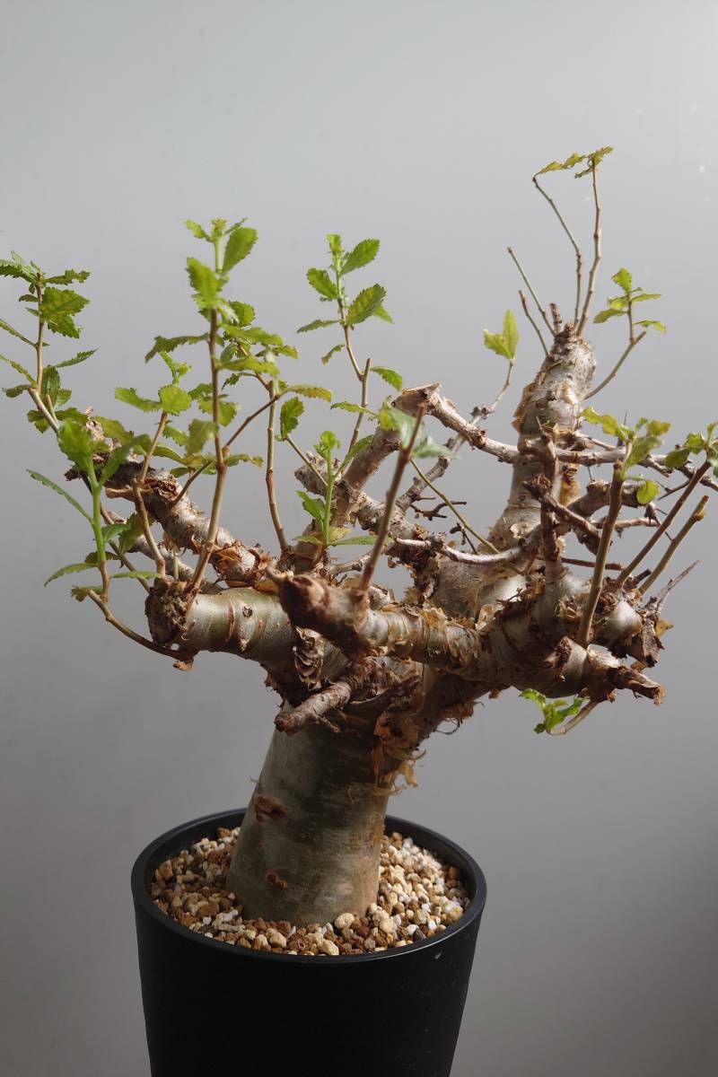 コミフォラ クア ゴウレロ Commiphora kua gowlello 【コレクション株