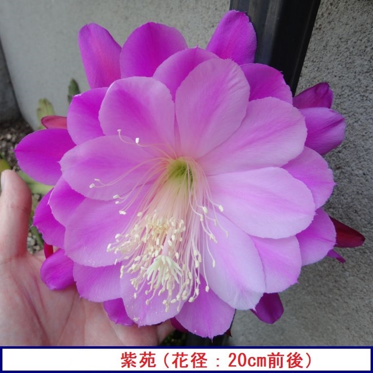 クジャクサボテン 孔雀サボテン 大きめの葉 挿し穂 レア 紫苑 1枚
