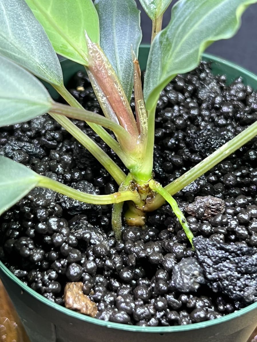 トップ Bucephalandra sp. Pearl gray 【TB便】ブセファランドラ