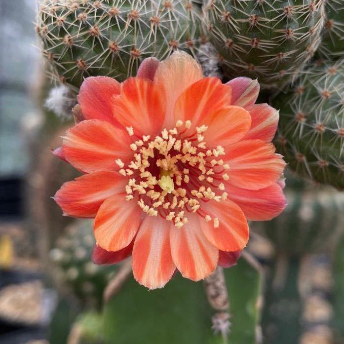 Mediolobivia einsteinii v. nova MN0171a メディオロビビア カキコ 花